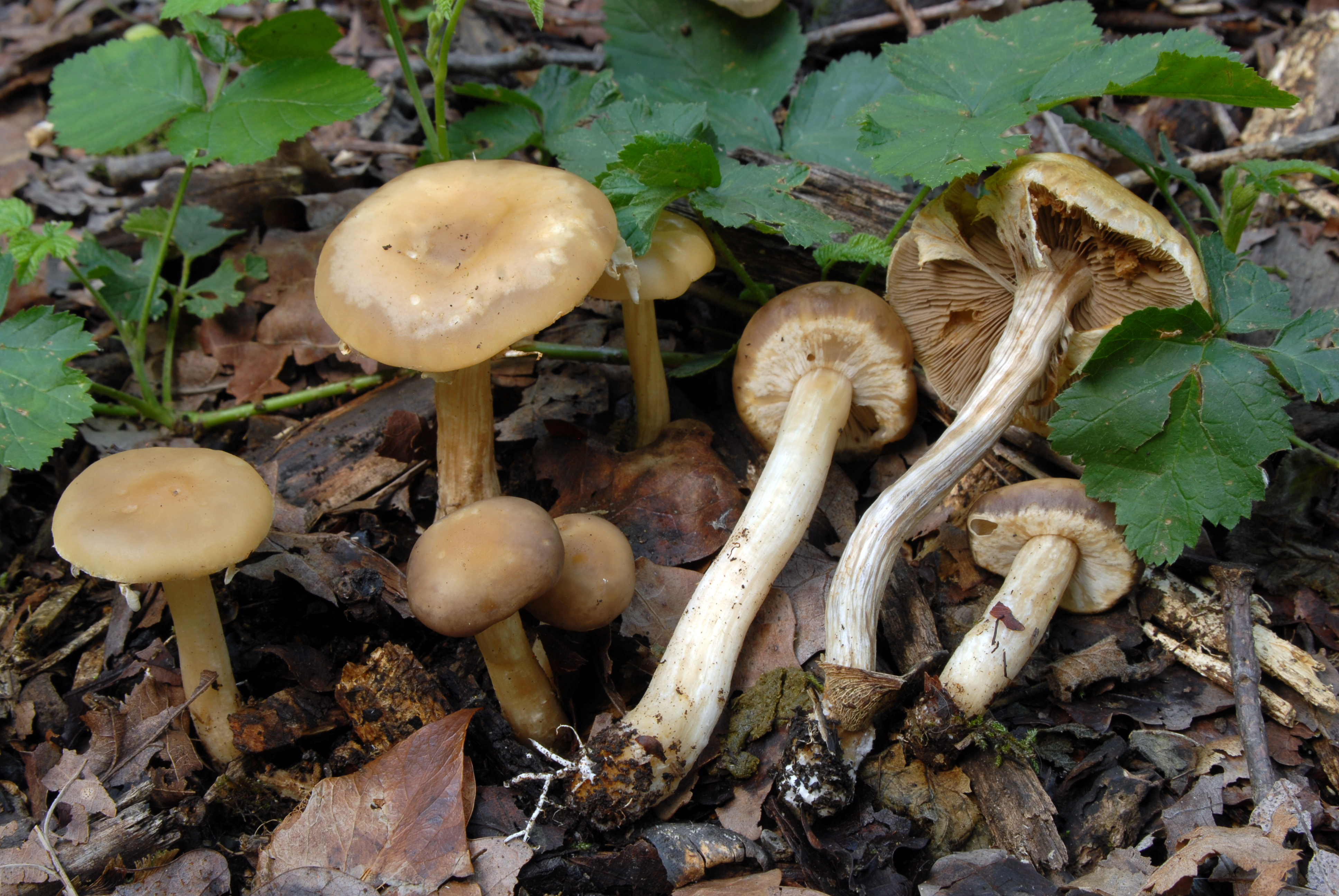 Foto Agrocybe praecox